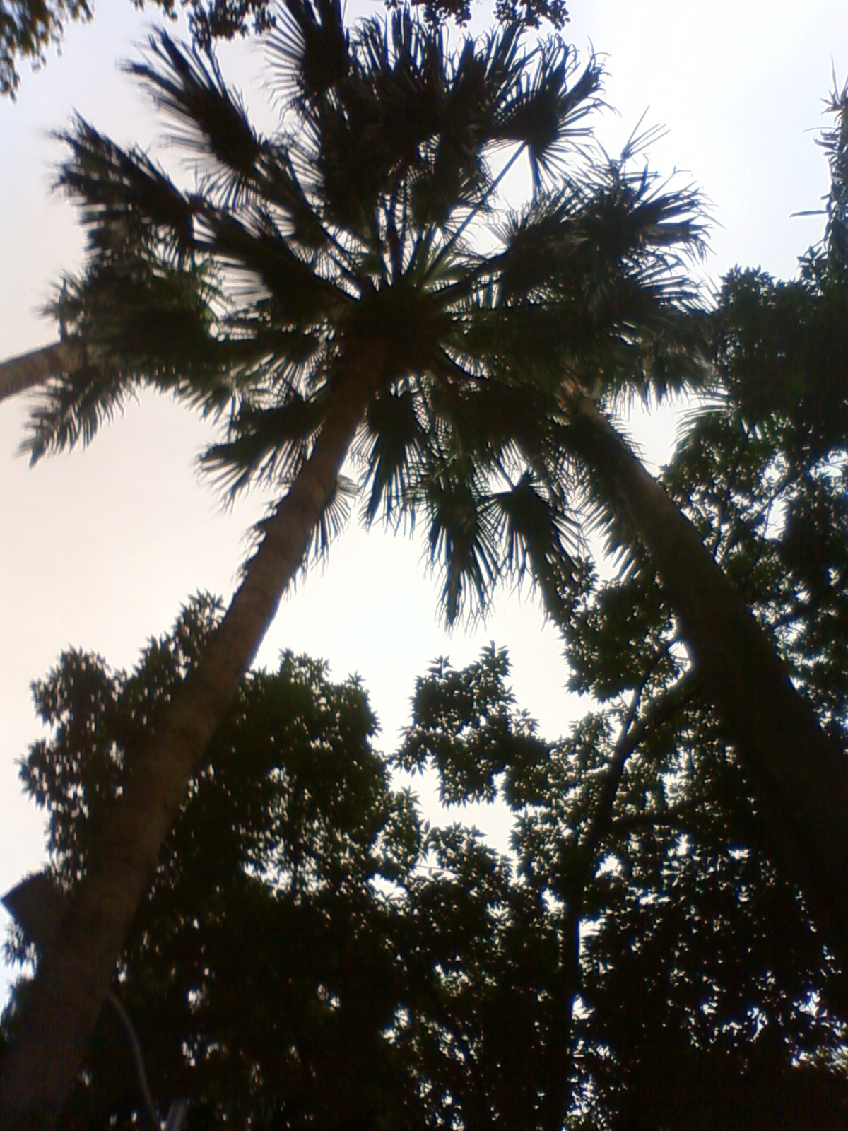 NEC_0983.JPG