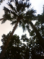 NEC_0983_thumb.png