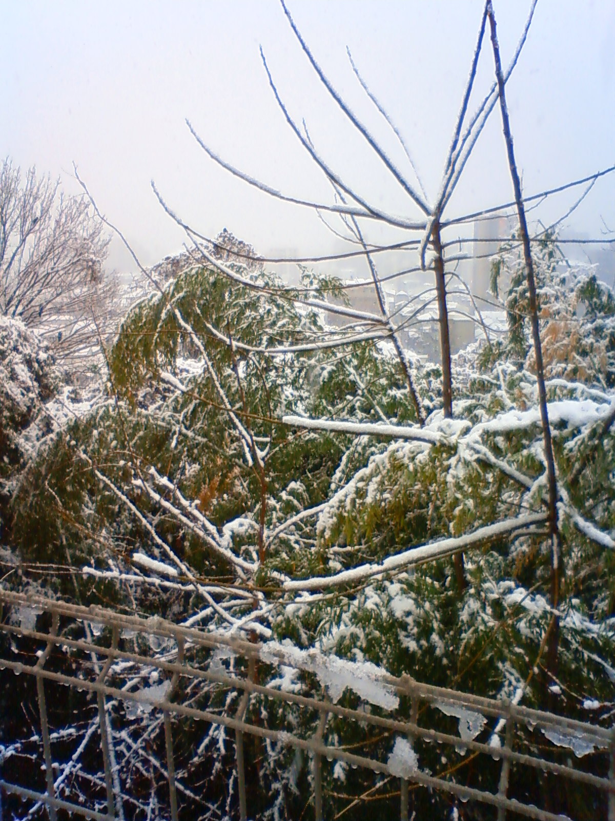 NEC_0322.JPG