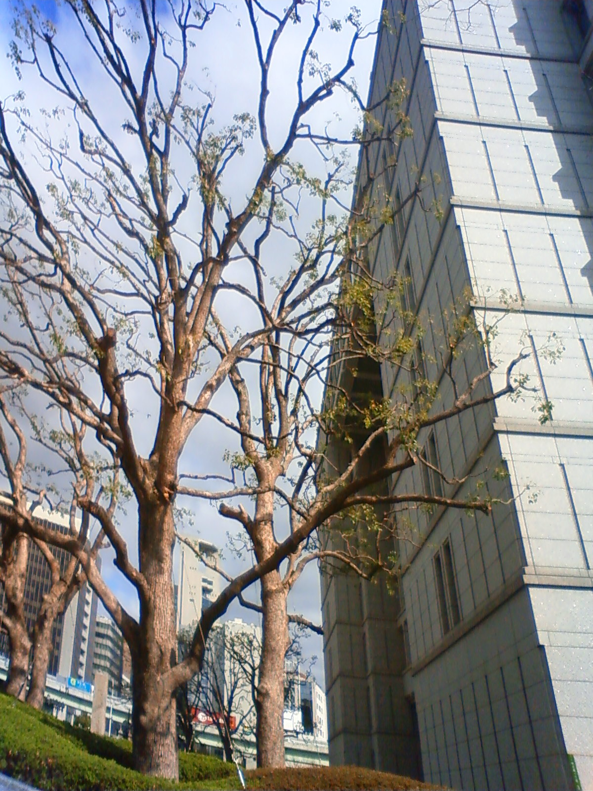 NEC_0192.JPG