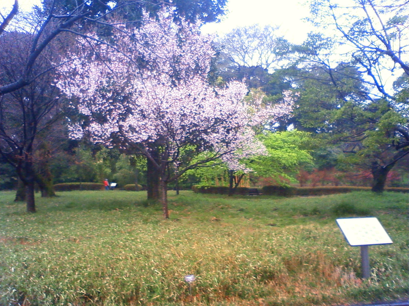NEC_0306.JPG