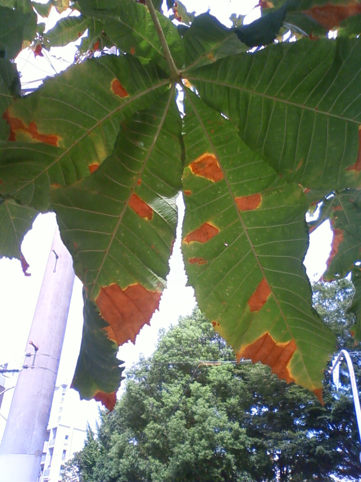 NEC_0093.JPG