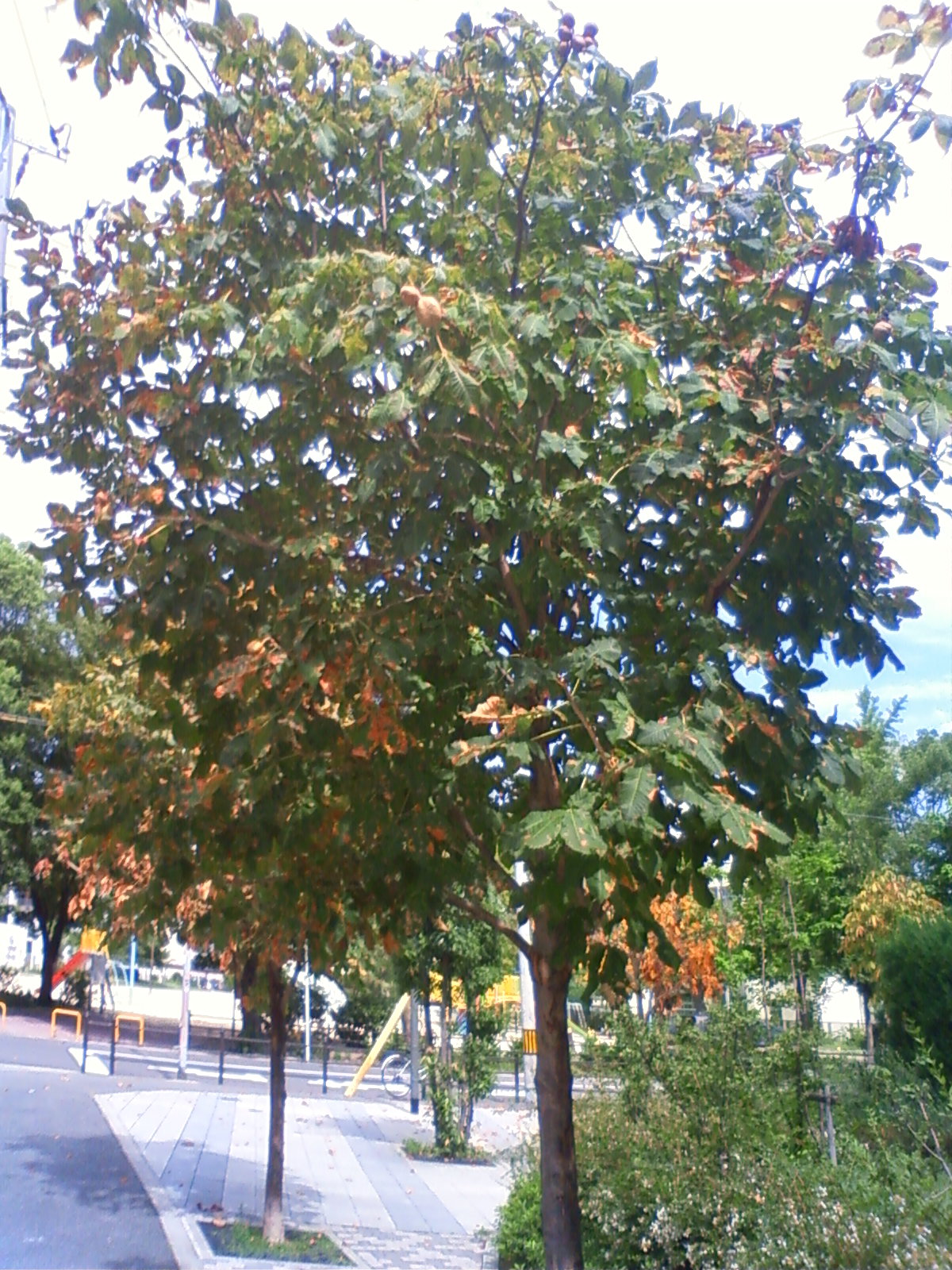 NEC_0095.JPG