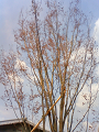 NEC_0842_thumb.png