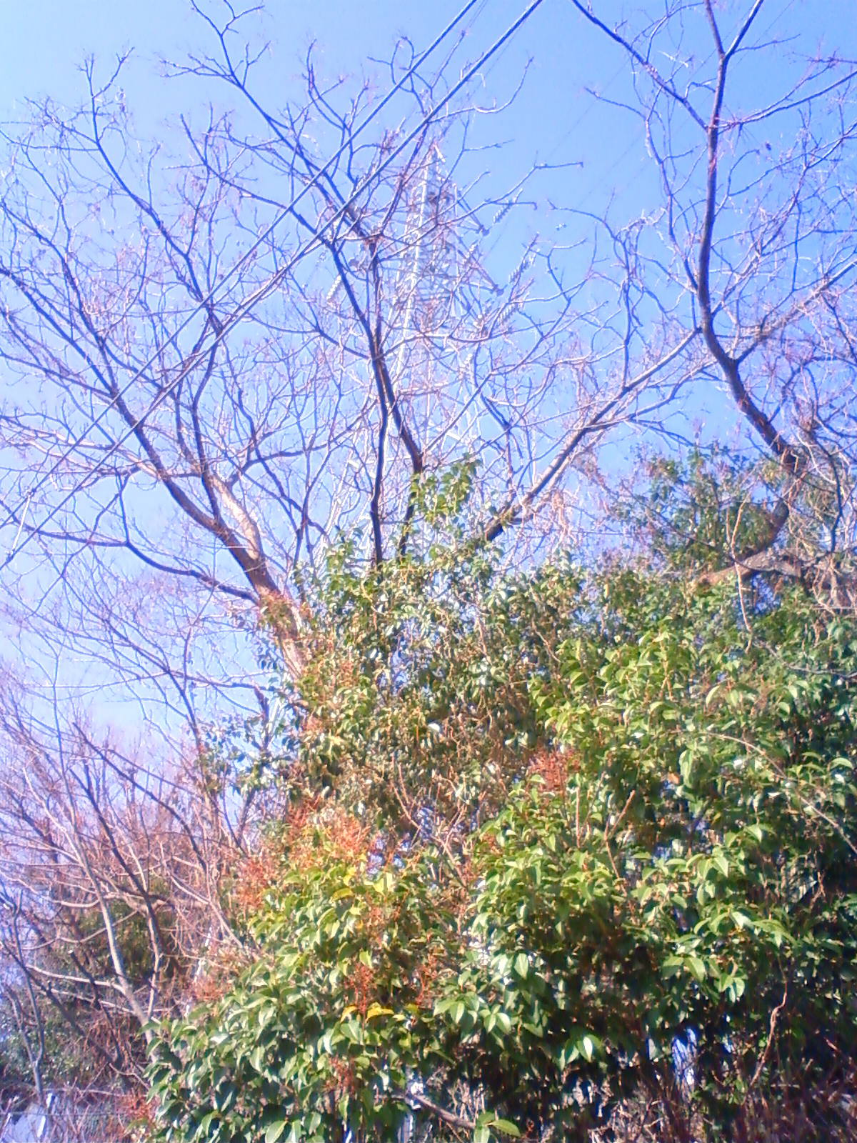 NEC_0223.JPG