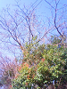 NEC_0223_thumb.png